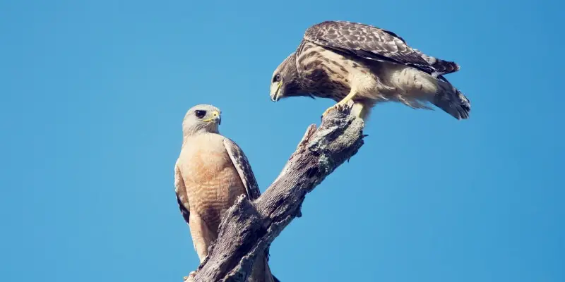 A Quick Guide to Red Tailed Hawk vs Red Shoulder Hawk