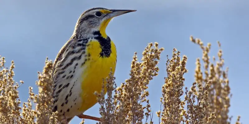Western Meadowlark Most Common Species of Birds Found in Wisconsin