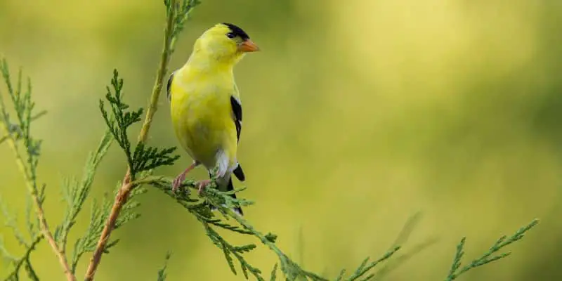 Chardonneret élégant Espèces d'oiseaux les plus communes trouvées dans le Wisconsin