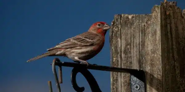 A Guide to the Common Species of Birds Found in Pennsylvania - Birds Coach