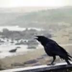 Signification du corbeau